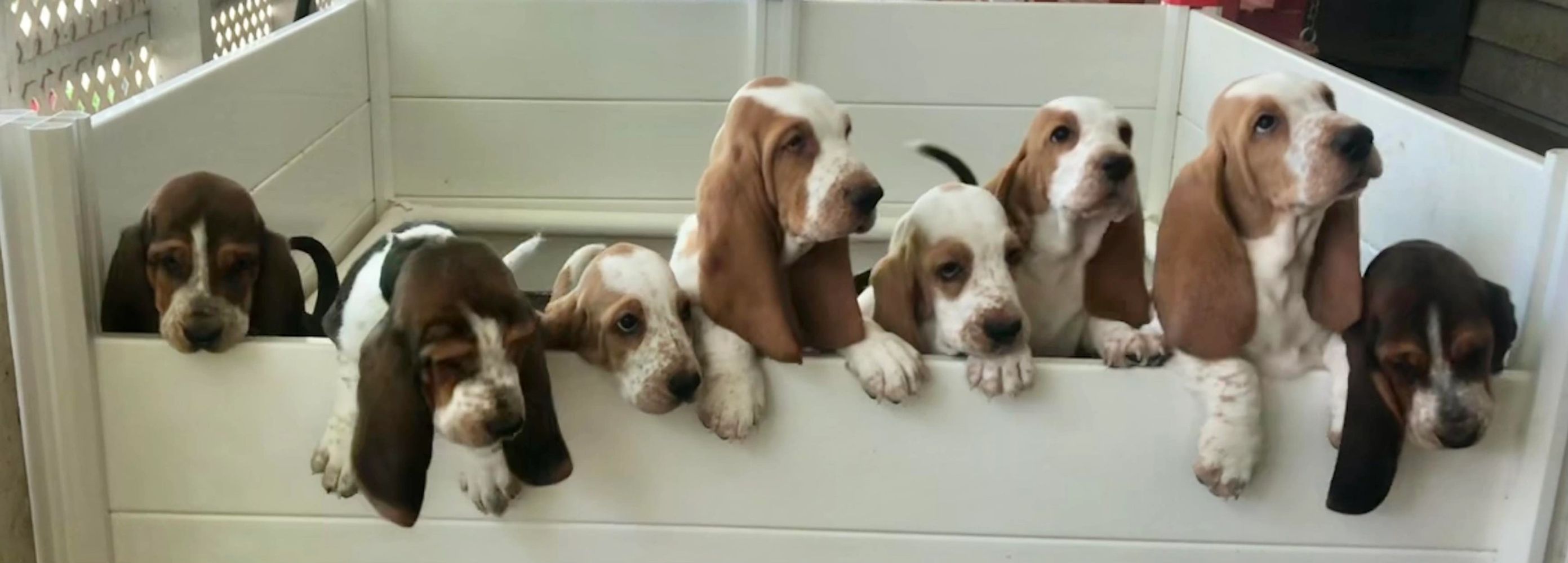 Basset breeders cheap